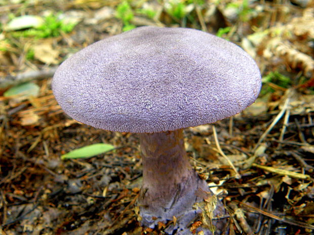 pavučinovec fialový fialový Cortinarius violaceus (L.) Gray