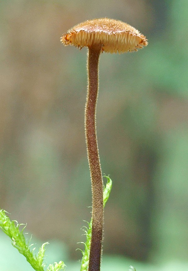 lopatovka obyčajná Auriscalpium vulgare Gray