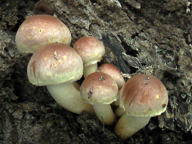 strapcovka tehlovočervená Hypholoma lateritium (Schaeff.) P. Kumm.