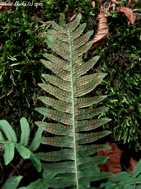 sladič obyčajný Polypodium vulgare L.