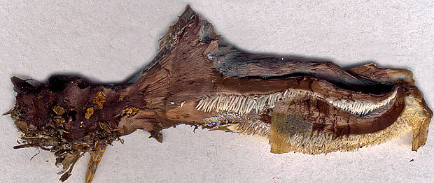 korkovec tmavý Phellodon melaleucus (Sw. ex Fr.) P. Karst.