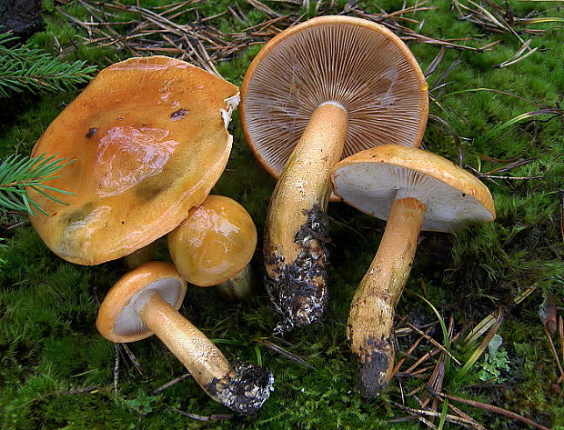 čírovka oranžová Tricholoma aurantium (Schaeff.) Ricken
