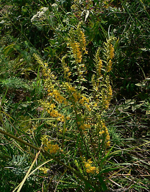 zúbkokvet žltý - zahořanka žlutá Orthantha lutea (L.) A. Kern. ex Wettst.