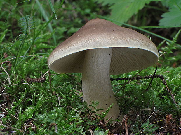 čírovka strechovitá Tricholoma imbricatum (Fr.) P. Kumm.