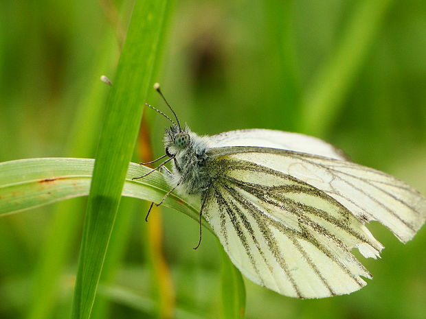 mlynárik repkový Pieris napi