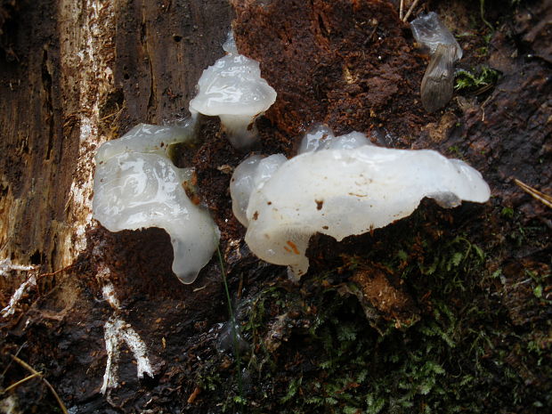 pajelenka želatínová 	Pseudohydnum gelatinosum