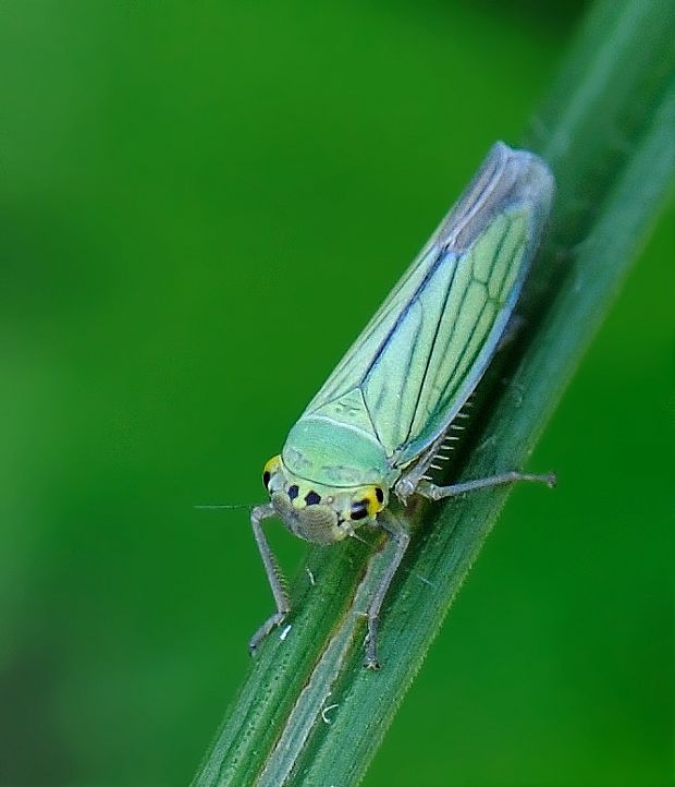 cikádka Cicadella viridis