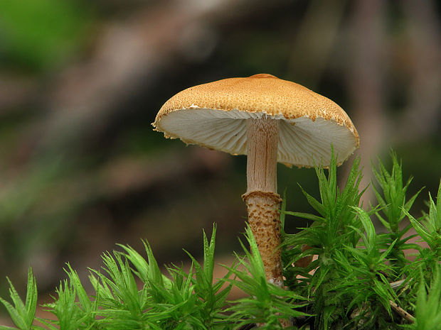 zrnivka okrová Cystoderma amianthinum (Scop.) Fayod
