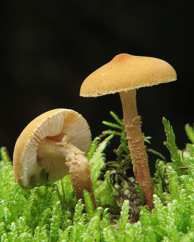 zrnivka okrová Cystoderma amianthinum (Scop.) Fayod