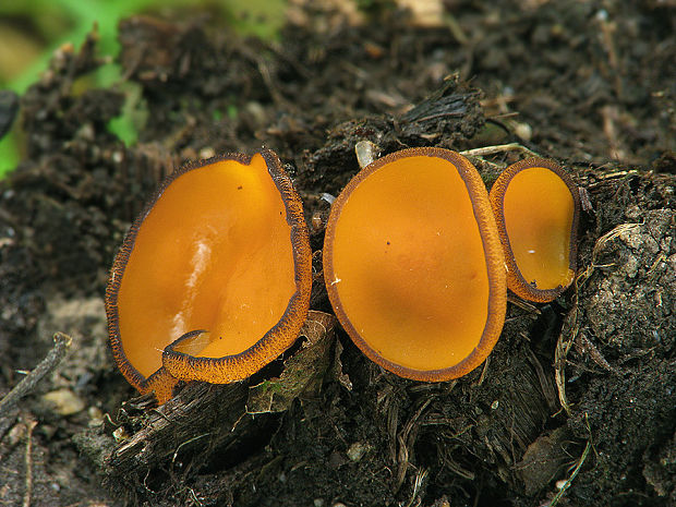tanierovka Aleuria cornubiensis? (Berk. & Broome) J. Moravec