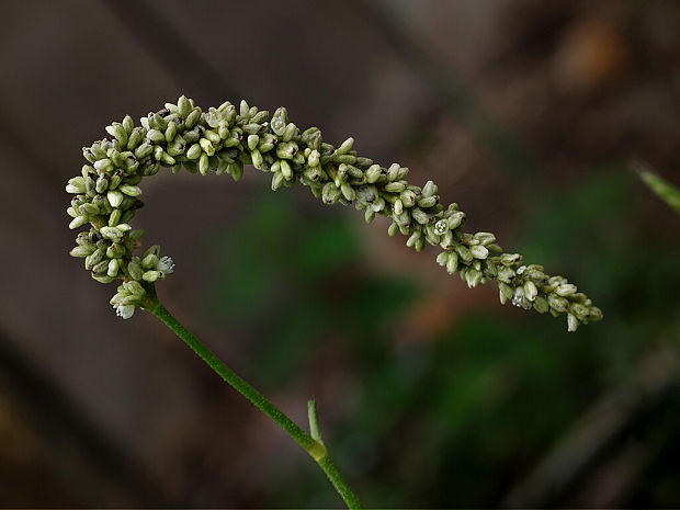 horčiak štiavolistý Persicaria lapathifolia (L.) Gray