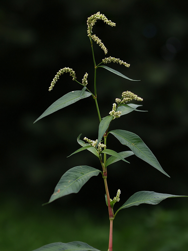 horčiak štiavolistý Persicaria lapathifolia (L.) Gray