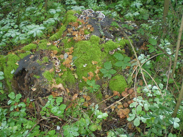 podpňovka obyčajná Armillaria mellea (Vahl) P. Kumm.