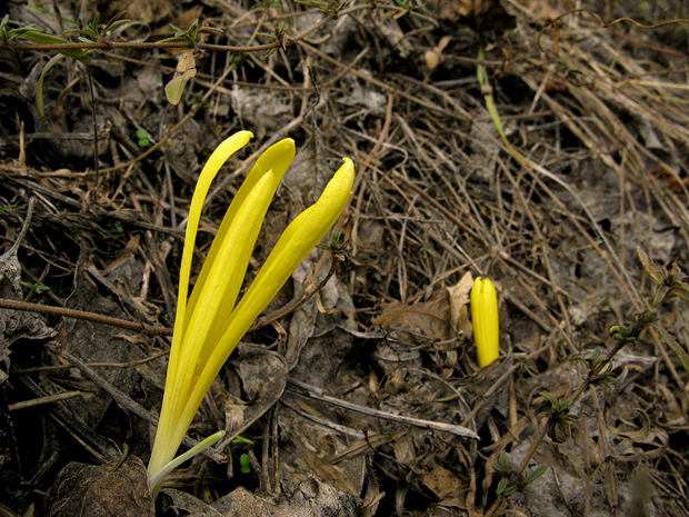 šternbergia jesienkokvetá Sternbergia colchiciflora Waldst. et Kit.