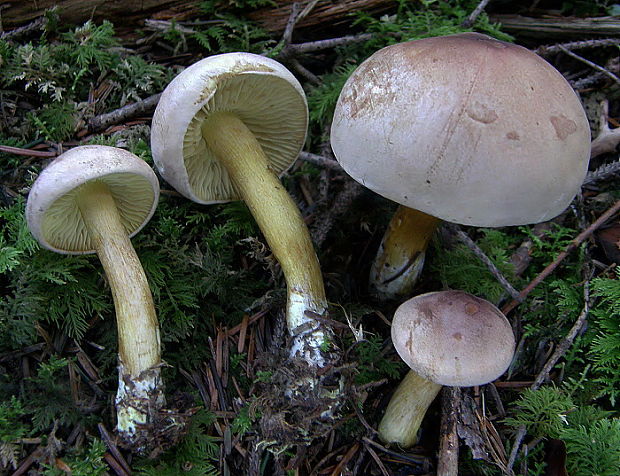 čírovka ružovohnedá Tricholoma bufonium (Pers.) Gillet