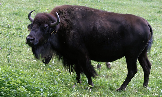 bizón americký Bison bison