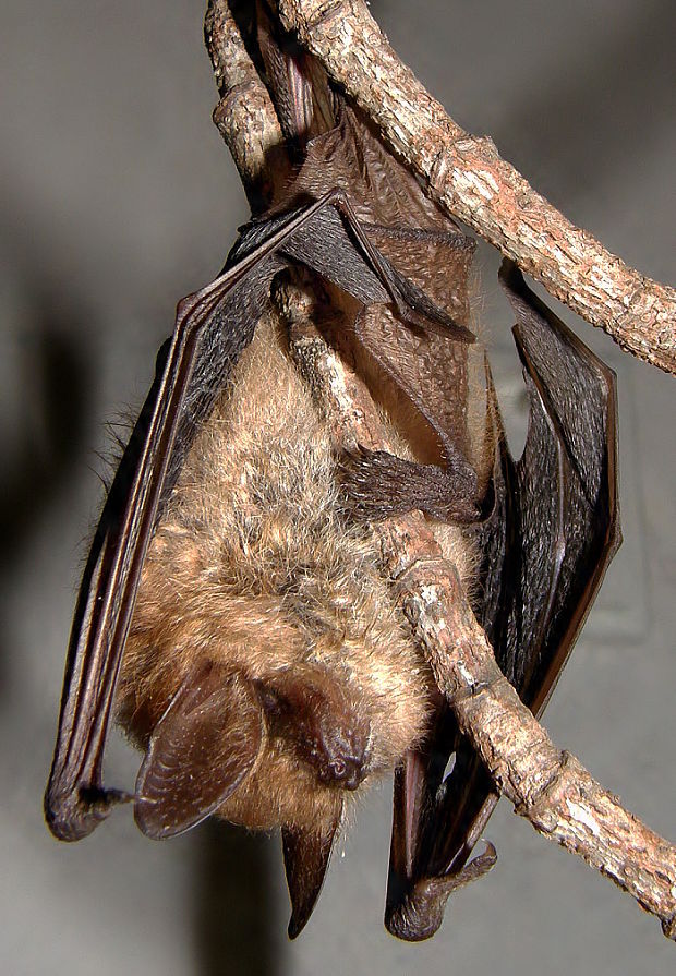 netopýr brvitý Myotis emarginatus