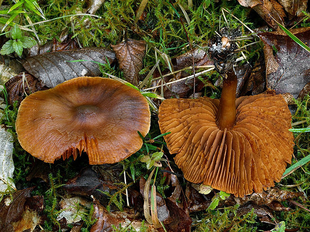 pavučinovec zemitý Cortinarius hinnuleus Fr.