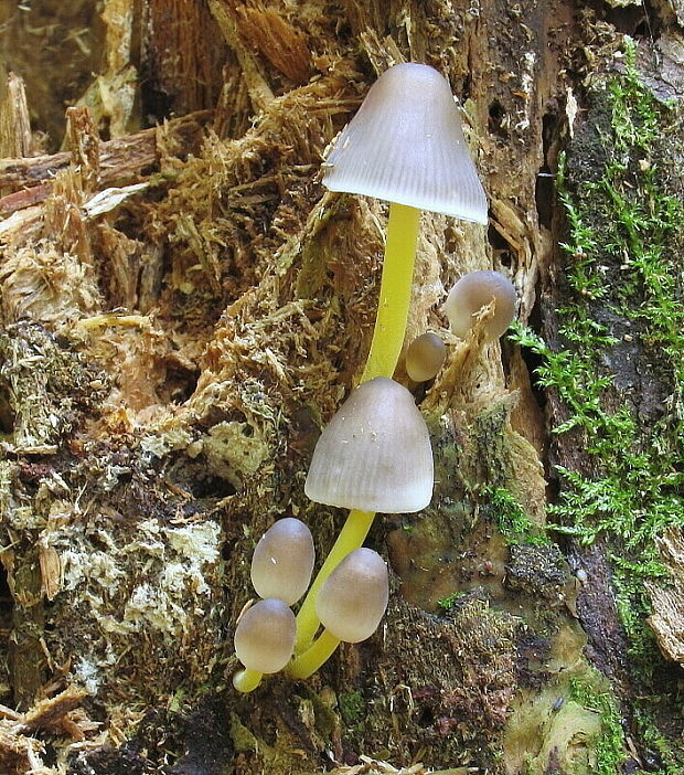 prilbička slizká želatínová Mycena epipterygia var. viscosa (Secr. ex Maire) Ricken