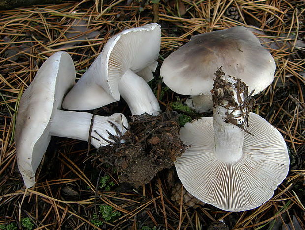 čírovka plavosivá Tricholoma sudum (Fr.) Quél.