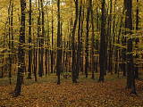 jeseň v maloidanskom lese