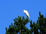 volavka biela-volavka bílá 