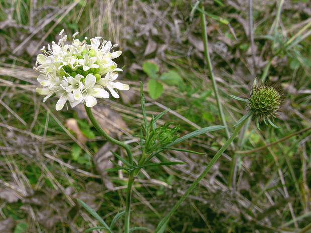 hlaváč Scabiosa triniifolia