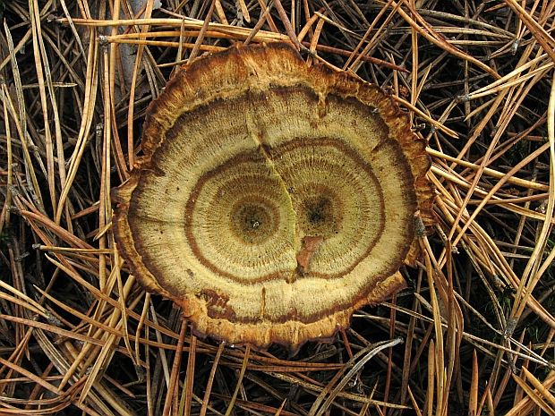 kožovník pásikavý Coltricia perennis (L.) Murrill