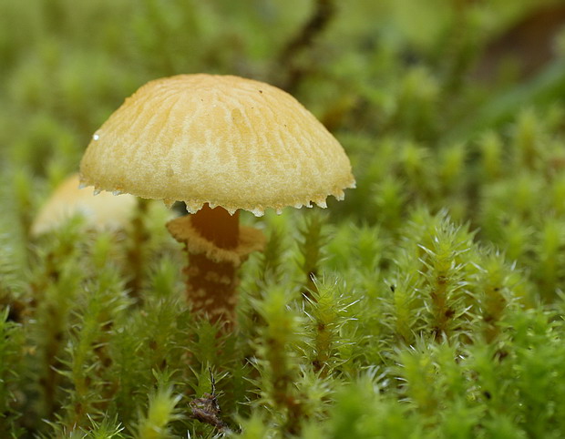 zrnivka okrová Cystoderma amianthinum (Scop.) Fayod