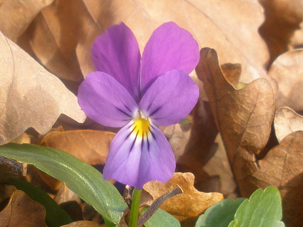 fialka trojfarebná pestrá Viola saxatilis subsp. polychroma (A. Kern.) Kirschner et Skalický