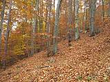 biotop hríba dubového-Jeseň