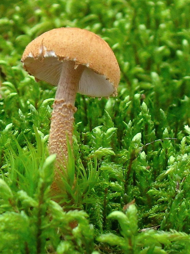 zrnivka okrová Cystoderma amianthinum (Scop.) Fayod
