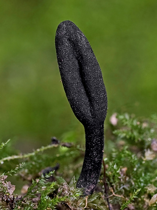 pajazýček chlpatý ? Trichoglossum hirsutum (Pers.) Boud.