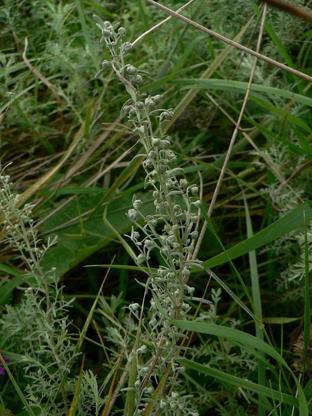 palina pontická Artemisia pontica L.