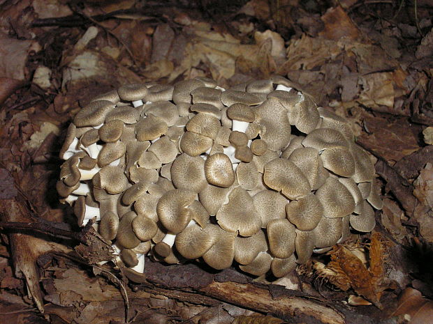 trúdnik klobúčkatý Polyporus umbellatus (Pers.) Fr.