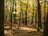 krásny jesenný les