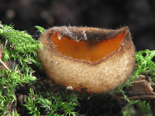 humária oranžová Humaria aurantia (Clem.) Häffner, Benkert & Krisai