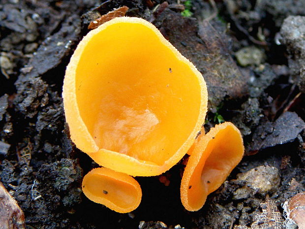 tanierovka oranžová  Aleuria aurantia  (Pers.) Fuckel