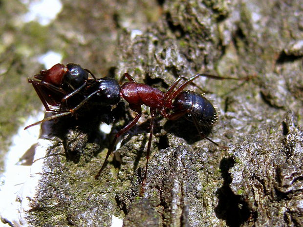 mravec obrovský Camponotus herculeanus