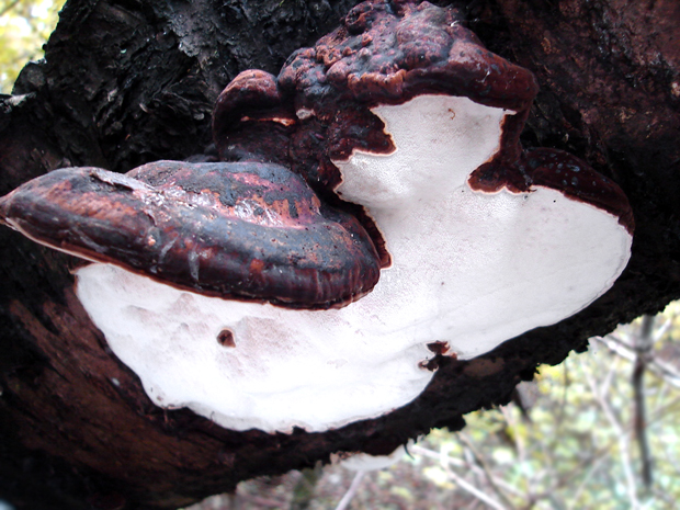 lesklokôrovka Ganoderma sp.