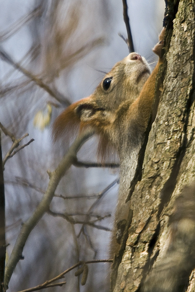 veverička obyčajná  Sciurus vulgaris