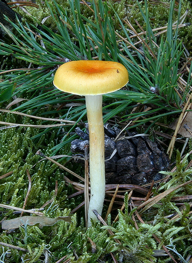šťavnačka mrazová zlatá Hygrophorus hypothejus var. aureus (Arrh.) Imler