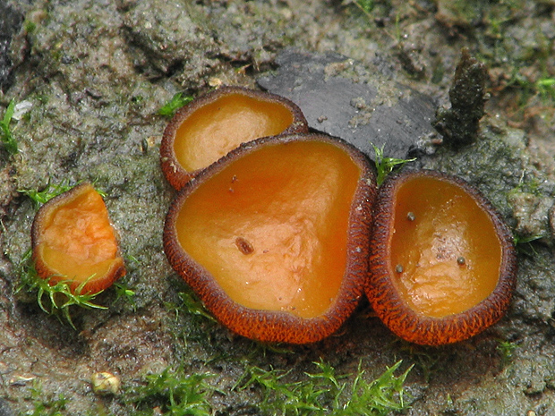 tanierovka Aleuria cornubiensis ? (Berk. & Broome) J. Moravec