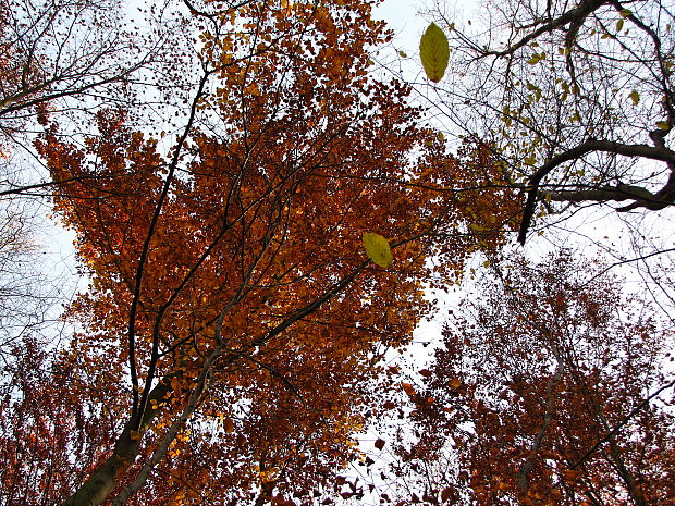 v korunách jesenných stromov