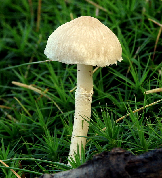zrnivka páchnuca Cystoderma carcharias (Pers.) Fayod