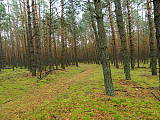 borovicový les pri Studienke 