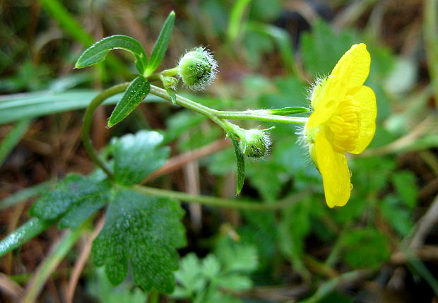 iskerník Ranunculus sp.