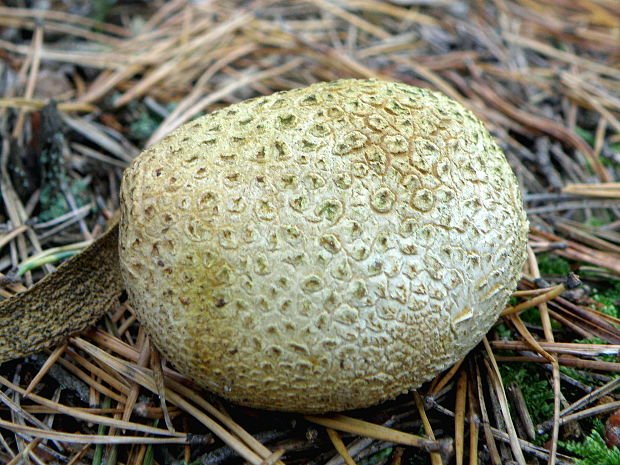 pestrec Scleroderma sp.