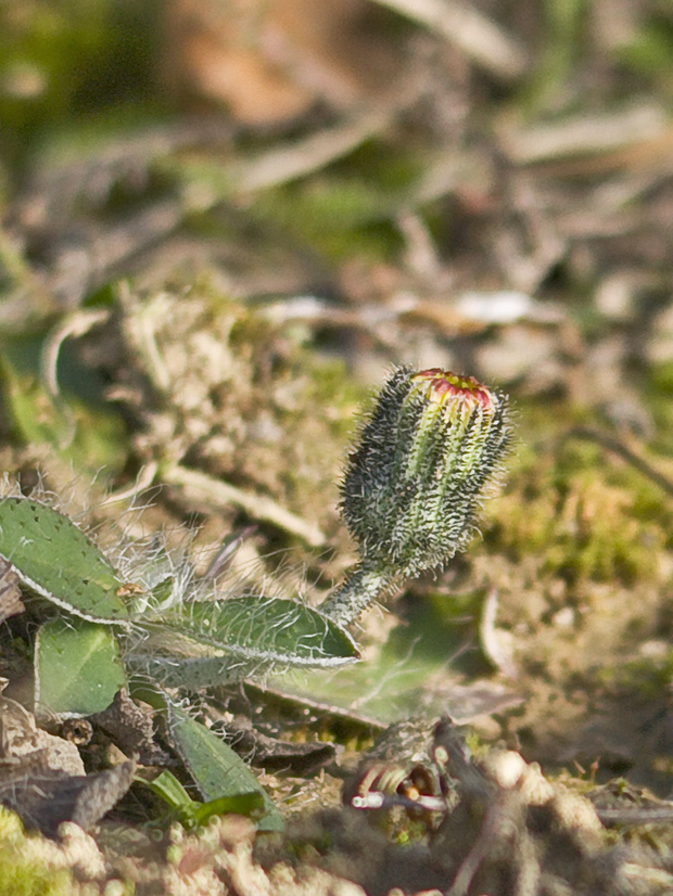 jastrabník chlpánik Hieracium pilosella