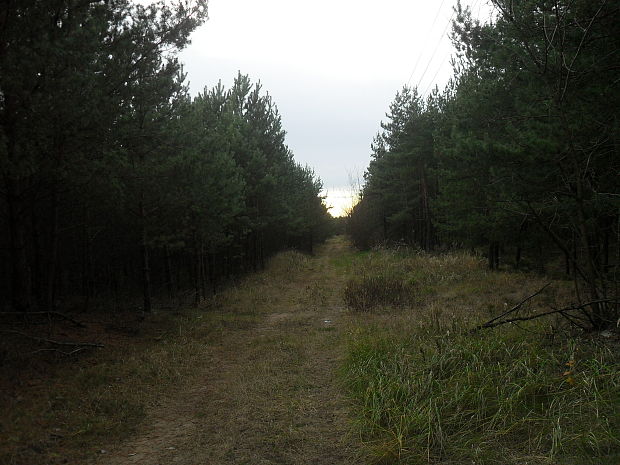 pohľad na lesný chodníček na Záhorí